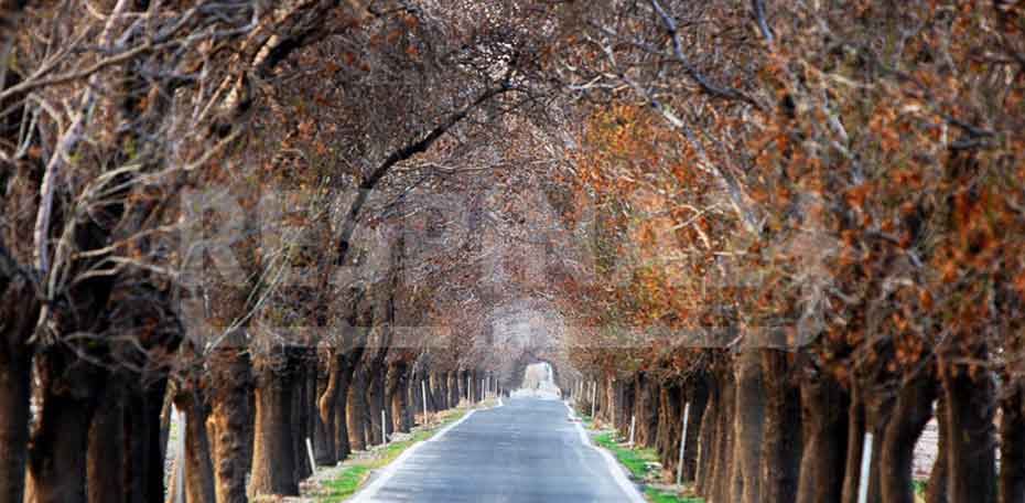 بلیط قطار مشهد پیشوا_رسپینا 24